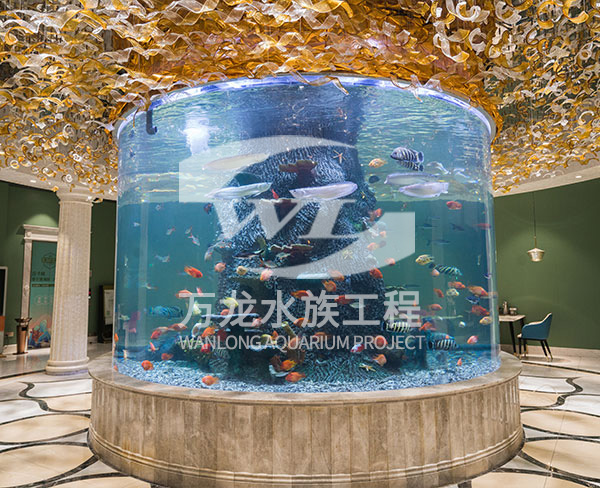 觀賞魚缸的形狀有哪些選擇？