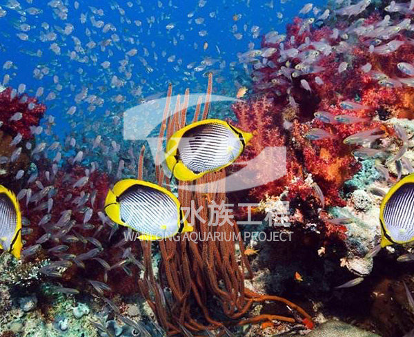 錦鯉魚(yú)缸爆裂是什么問(wèn)題呢？    